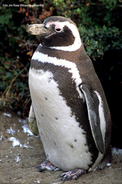 Magellan-Pinguin (Spheniscus magellanicus)