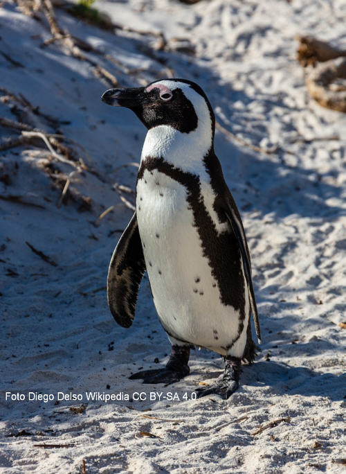 Brillenpinguin (Spheniscus demersus)