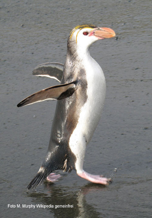 Haubenpinguin (Eudyptes schlegeli)