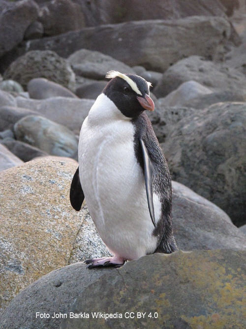 Dickschnabelpinguin oder Fiordlandpinguin (Eudyptes pachyrhynchus)