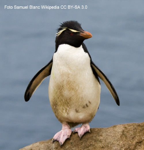 Felsenpinguin (Eudyptes chrysocome)