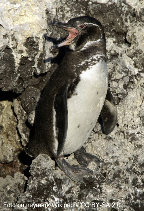 Galpagos-Pinguin (Spheniscus mendiculus)