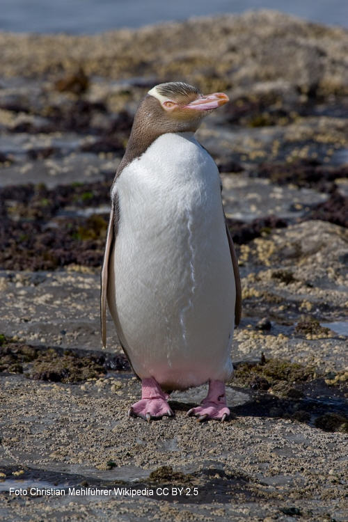 Gelbaugenpinguin (Megadyptes antipodes)