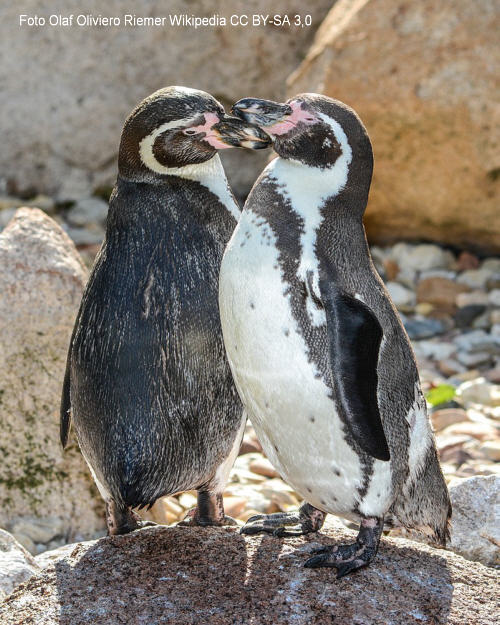 Humboldtpinguin (Spheniscus humboldti)