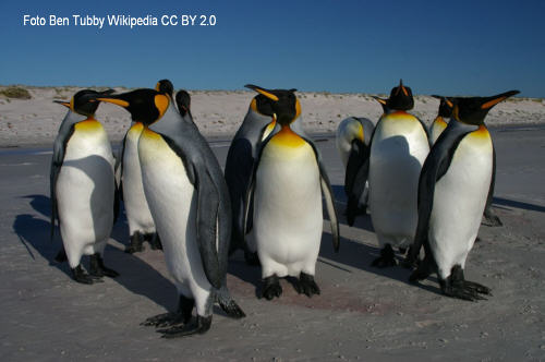 Knigspinguin (Aptenodytes patagonicus)