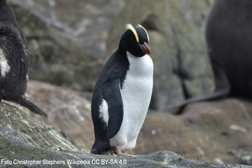 Macaronipinguin (Eudyptes chrysolophus)