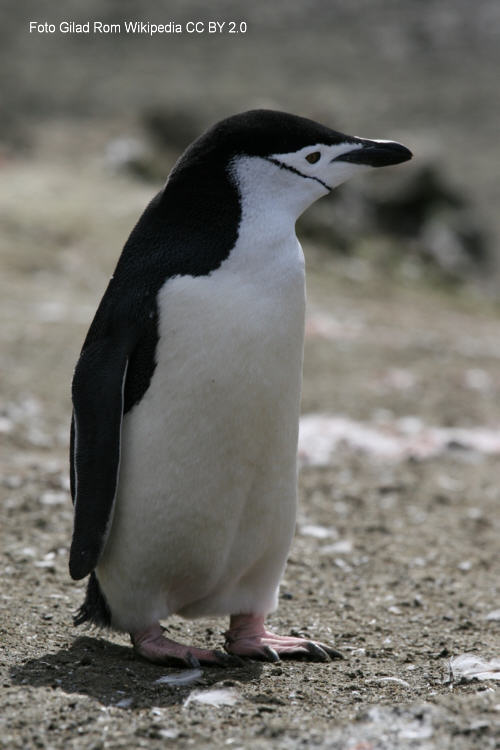 Zgelpinguin (Pygoscelis antarctica)