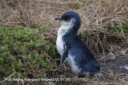 Zwergpinguin (Eudyptula minor)